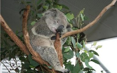 新西兰中餐厨师成功案例